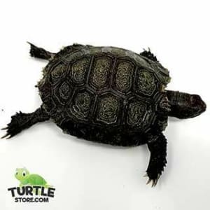 Mountain tortoise for sale