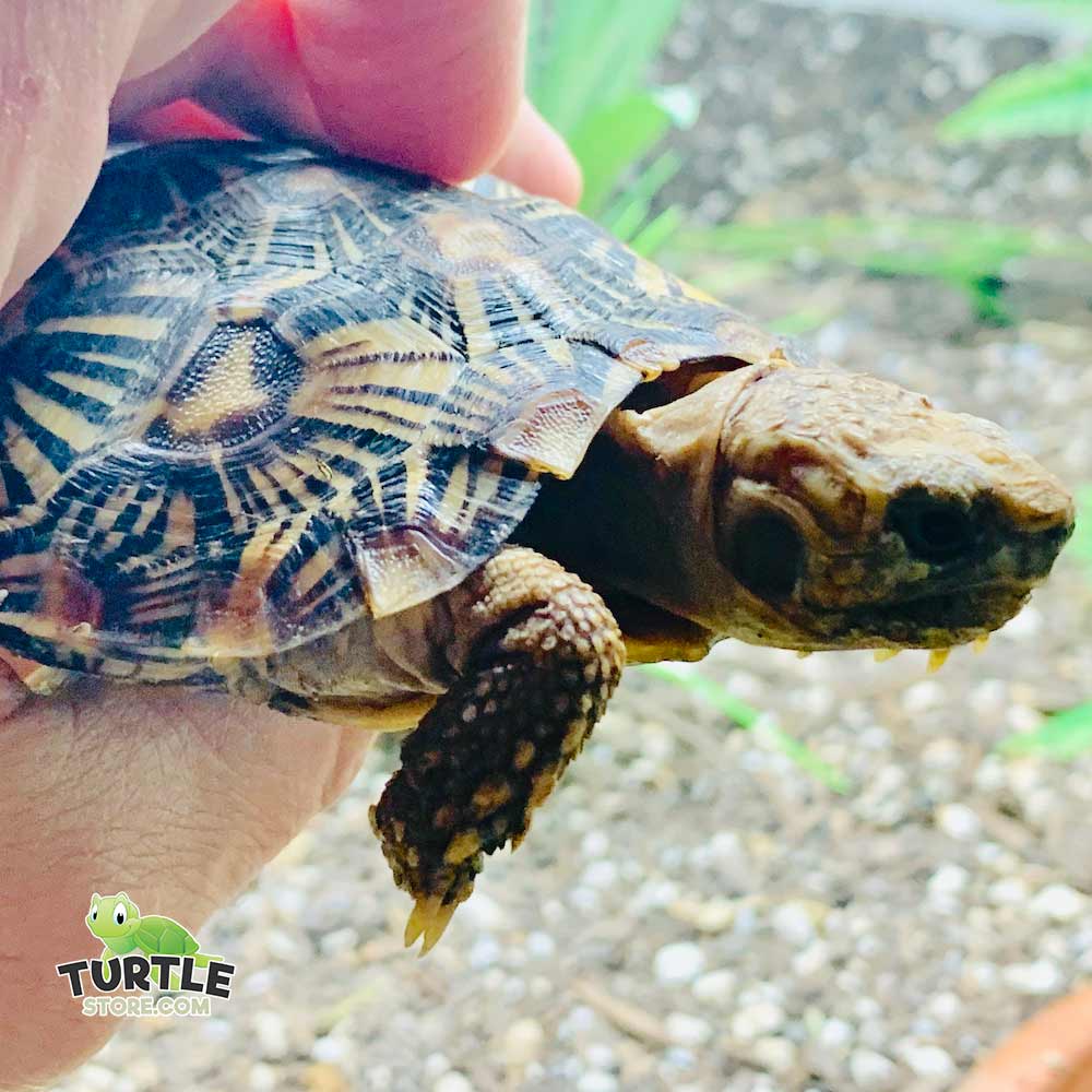 buy pancake tortoise for sale