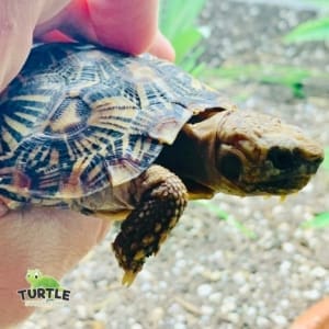 African pancake tortoise