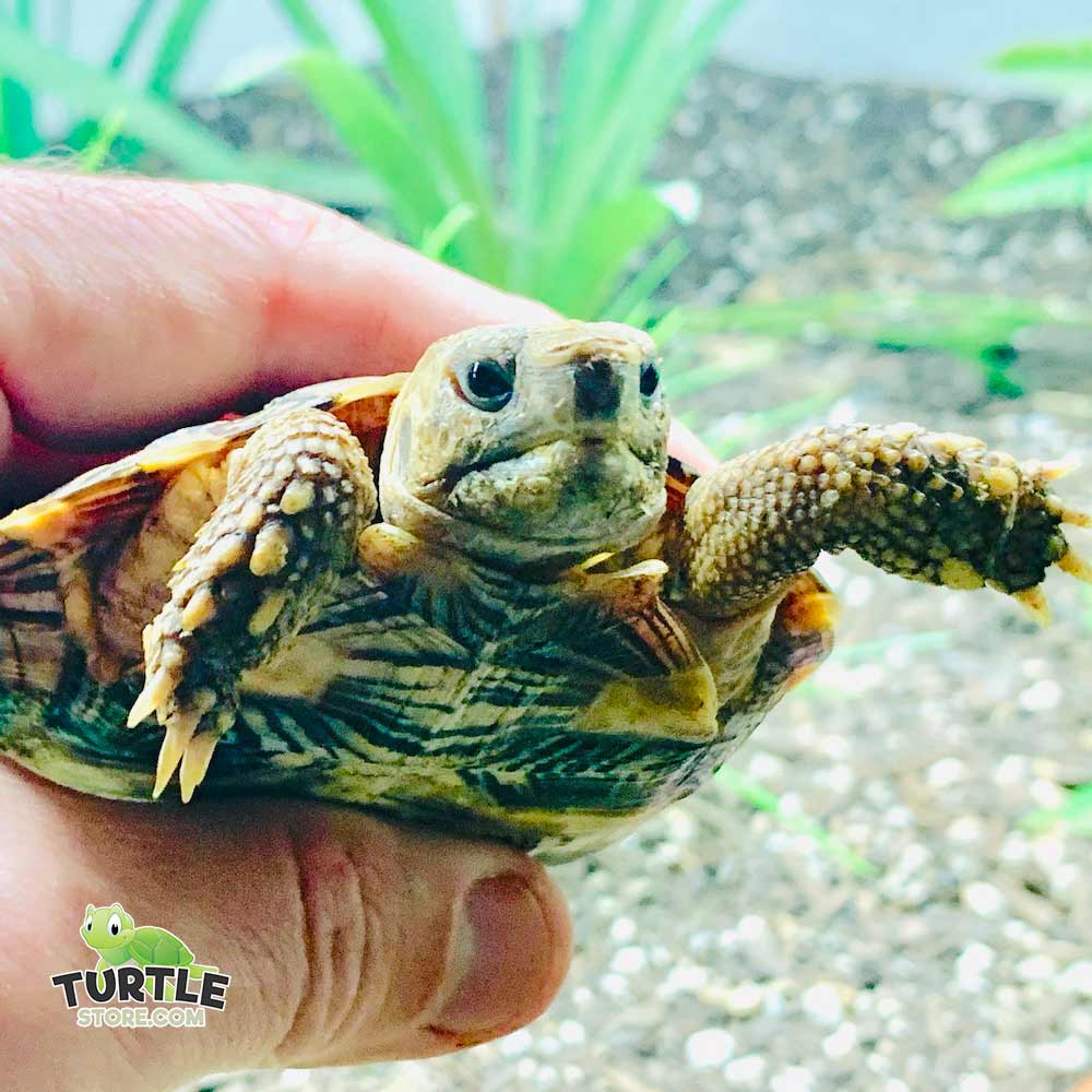 pancake tortoise feeding