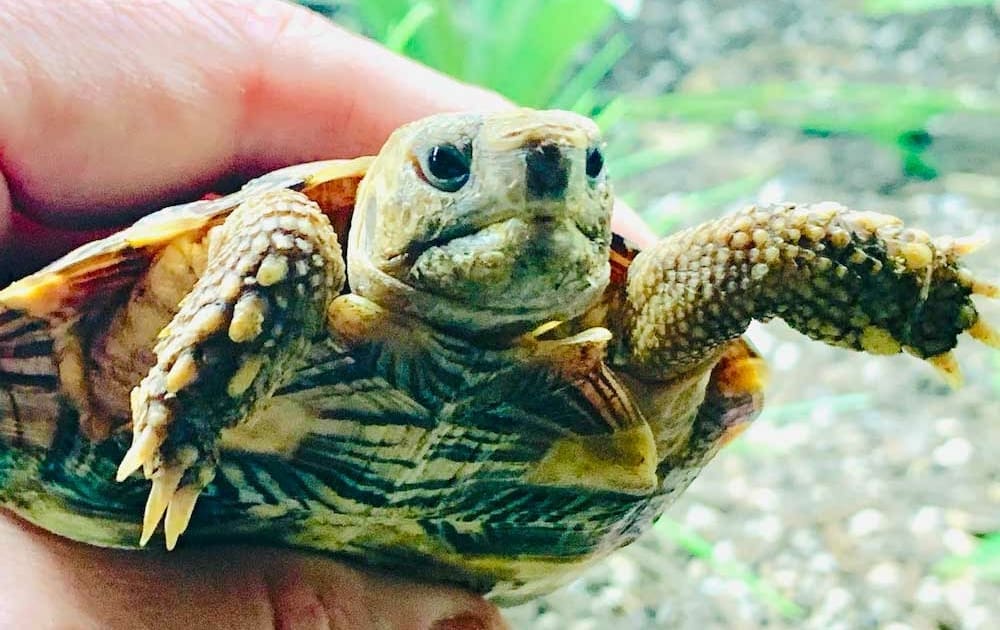 pancake tortoise care