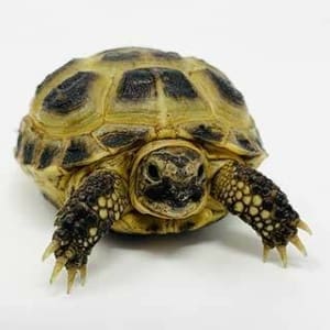 Russian tortoise uvb lighting