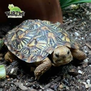 baby pancake tortoise