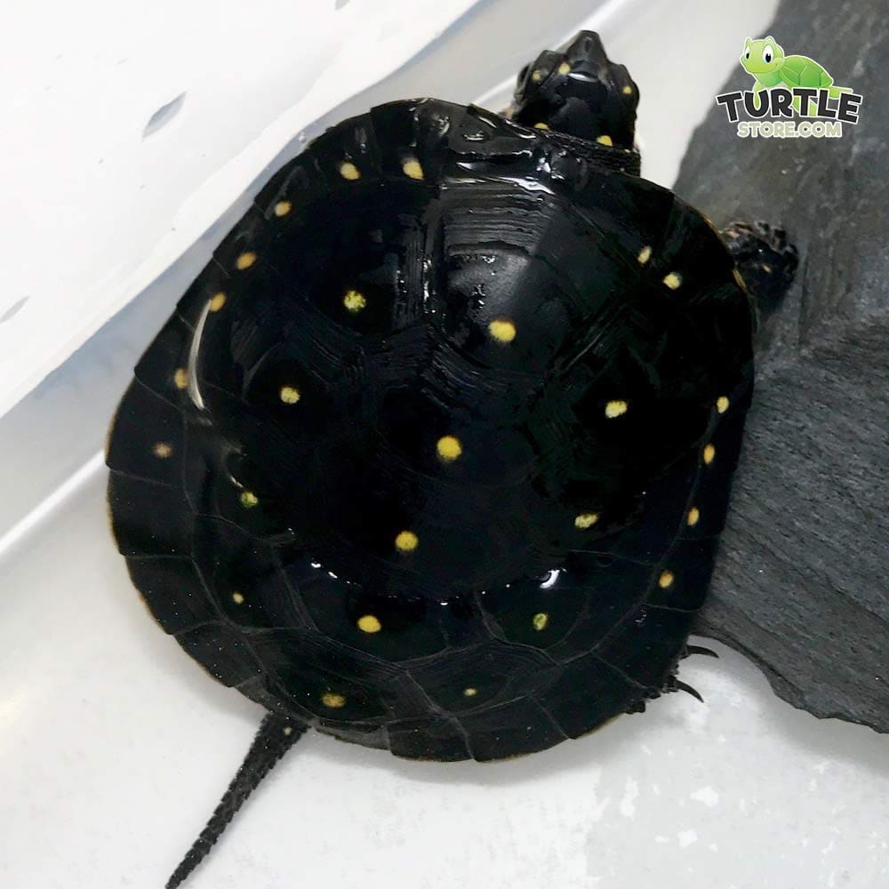 baby spotted turtle for sale