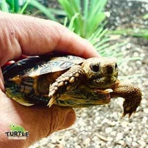 baby tortoises for sale