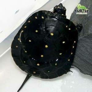 spotted turtle for sale