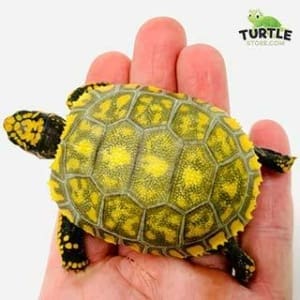 baby yellow foot tortoise