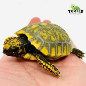 baby yellow footed tortoise