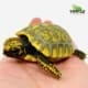 yellow footed tortoise for sale