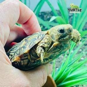 pancake tortoise care