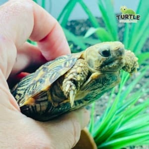 pancake tortoise origin