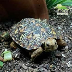 pancake tortoise diet