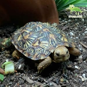 pancake tortoise for sale