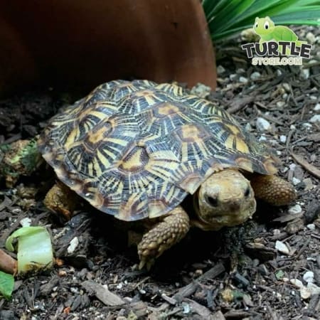 pancake tortoise size