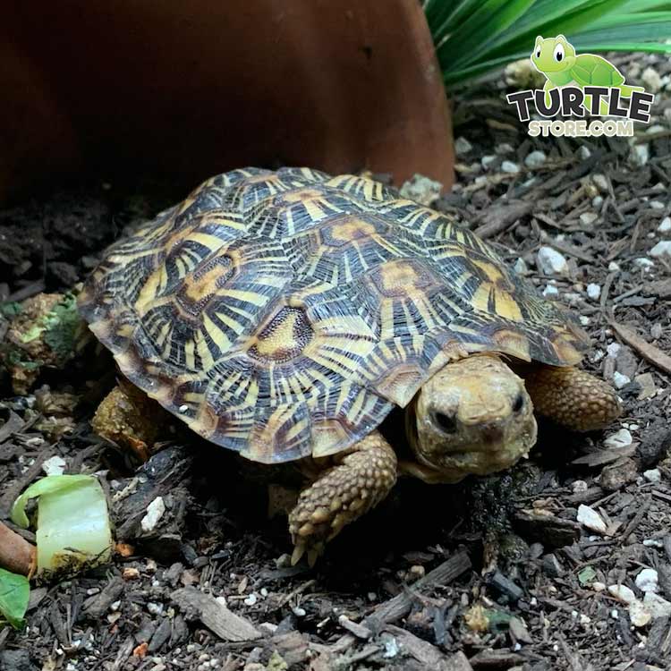 pancake tortoise soaking