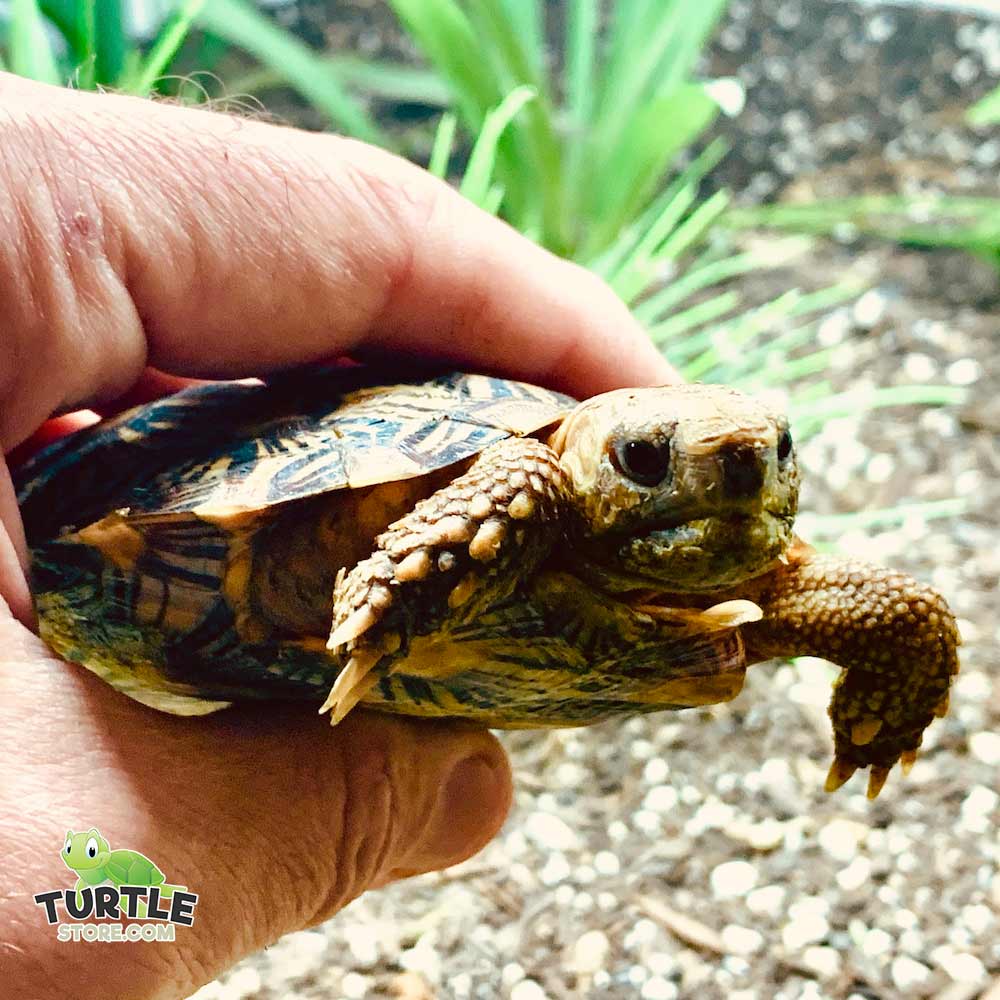 pancake tortoise appearance