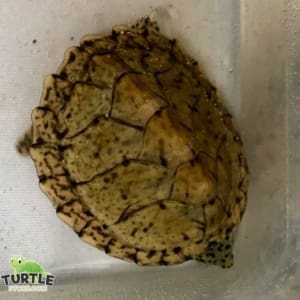 razorback musk turtle