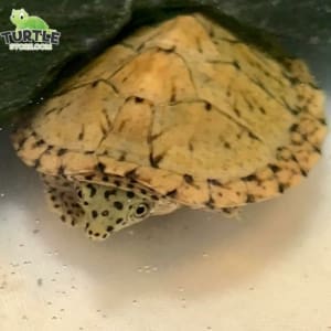 razorback musk turtle for sale