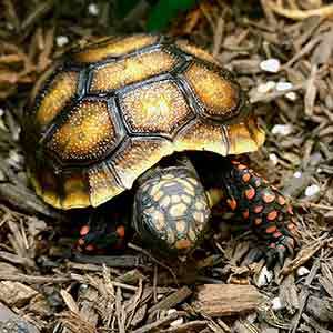 Tortoises For Sale Online Baby Tortoise For Sale Near Me