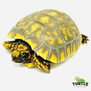 yellow footed tortoise for sale