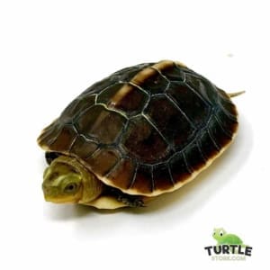 Chinese box turtle breeders