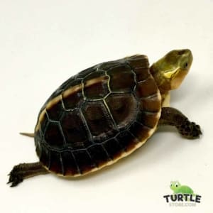 baby box turtle for sale