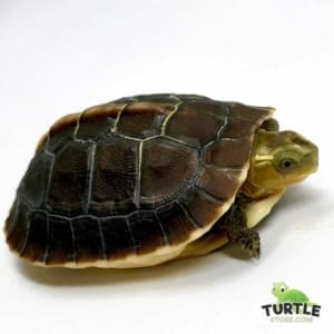 Chinese box turtle