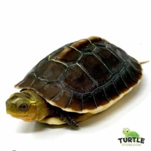 Chinese box turtle