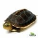 Chinese box turtle for sale