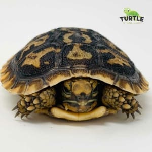 pancake tortoise UVB lighting