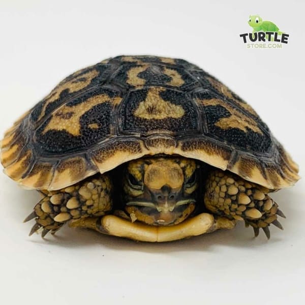 pancake tortoise UVB lighting