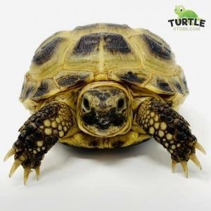 female russian tortoise