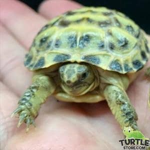 Russian tortoise soaking