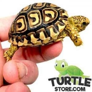 leopard tortoise humidity