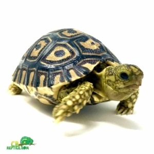 leopard tortoise lifespan