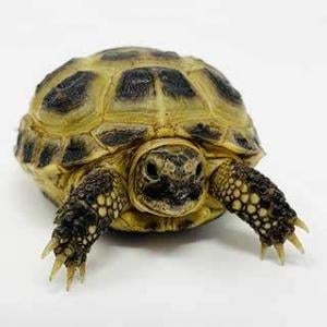 Russian tortoise breeder