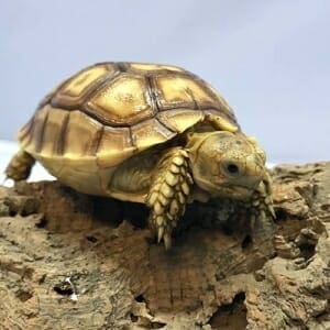 Sulcata tortoise humidity