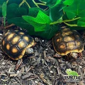 baby red foot tortoise