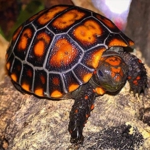 red foot tortoise habitat