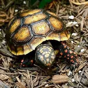 red footed tortoise temperature