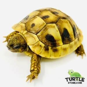 hermann's tortoise for sale