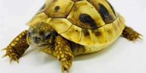 eastern hermann's tortoise soaking