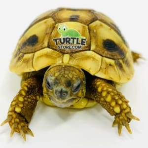 eastern hermann's tortoise