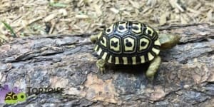 giant south african leopard tortoise feeding