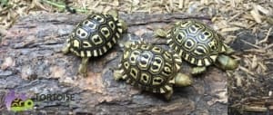 giant south african leopard tortoise water