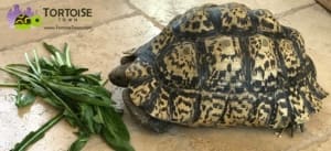 giant south african leopard tortoise lifespan