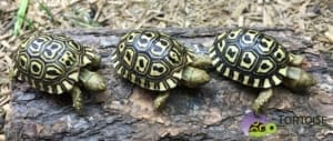 giant south african leopard tortoise temperature