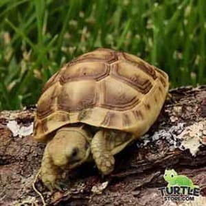 Golden Greek tortoise feeding