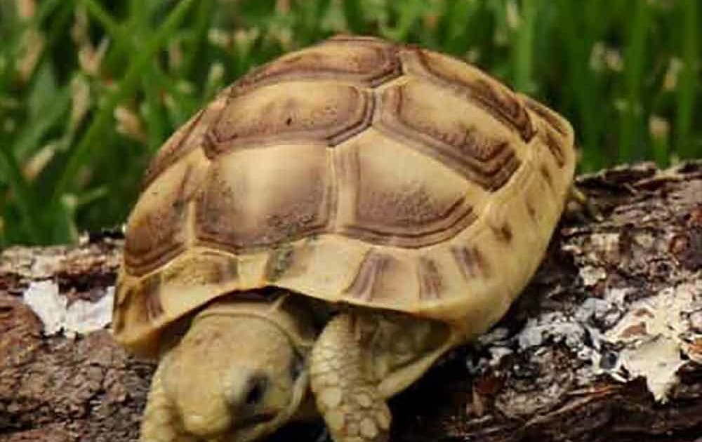 golden greek tortoise care