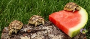 Golden Greek tortoise enclosure